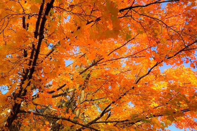 My favorite fall in New England (2023)